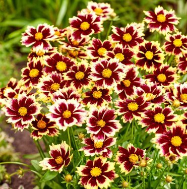 Jaunstāds - Brūnactiņa 'Solar Fancy'